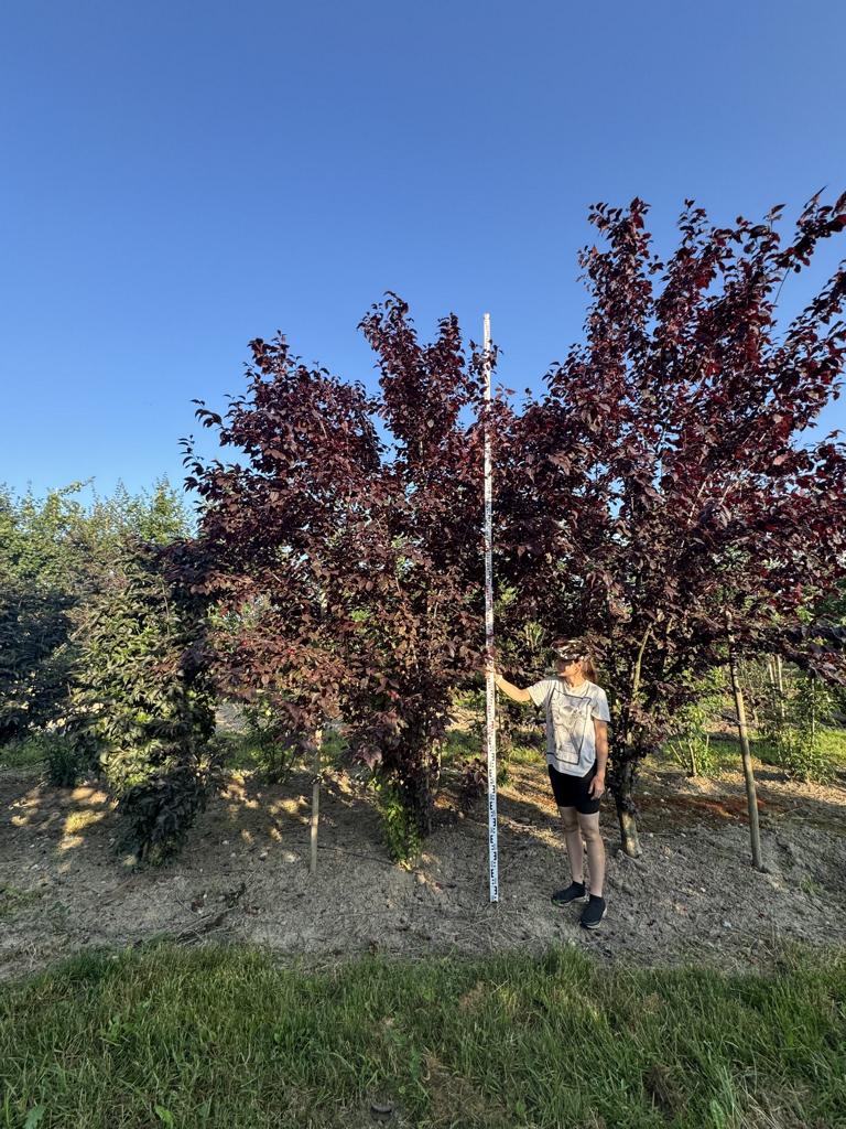 Prunus cerasifera 'Woodii'