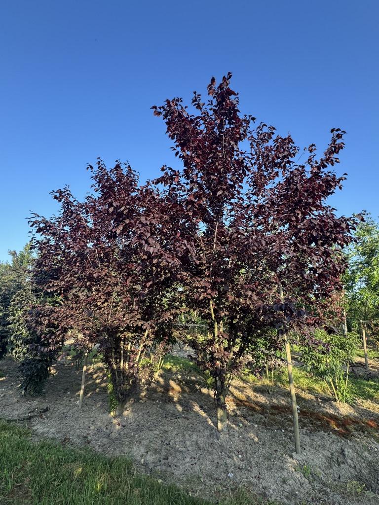 Prunus cerasifera 'Woodii'