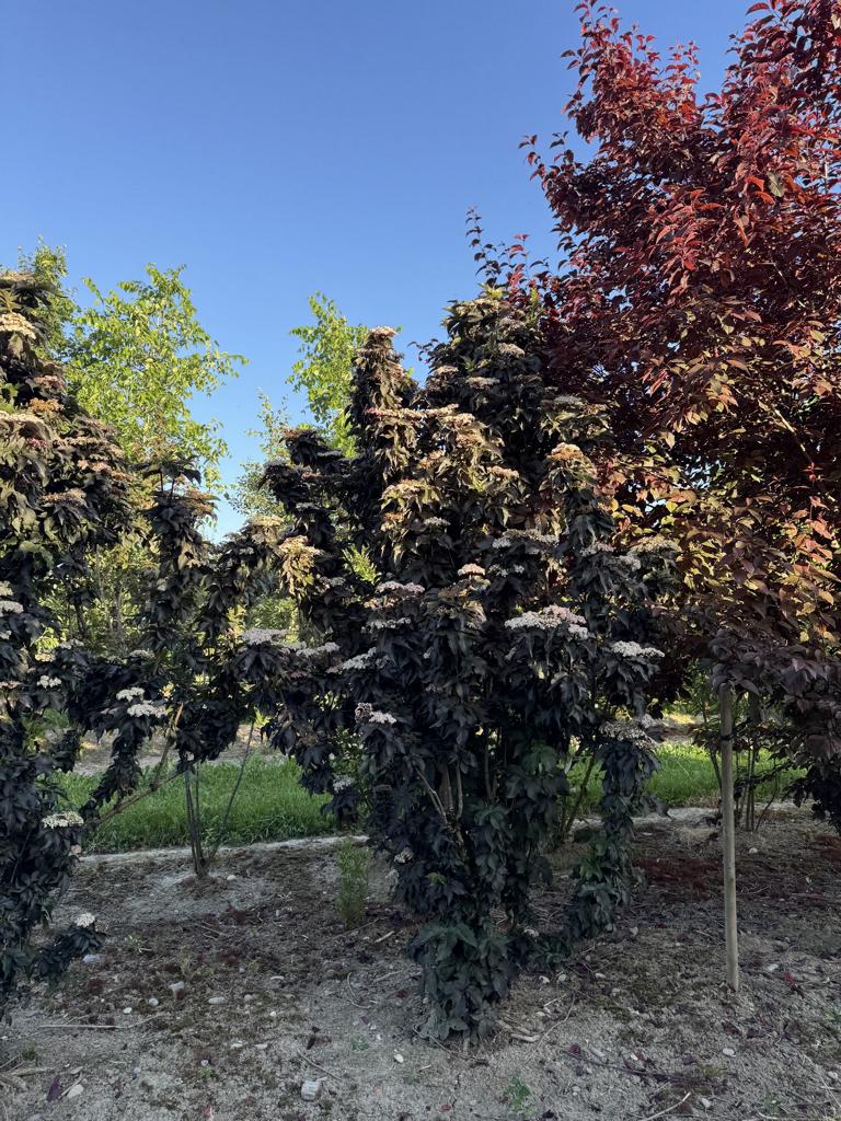 Sambucus nigra 'Black Tower'