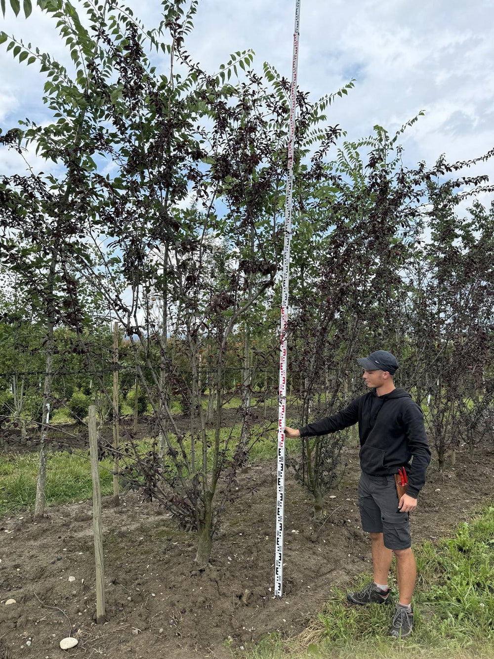 Prunus 'Trailblazer'