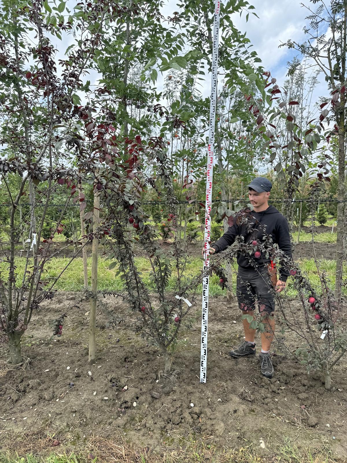 Prunus 'Trailblazer'