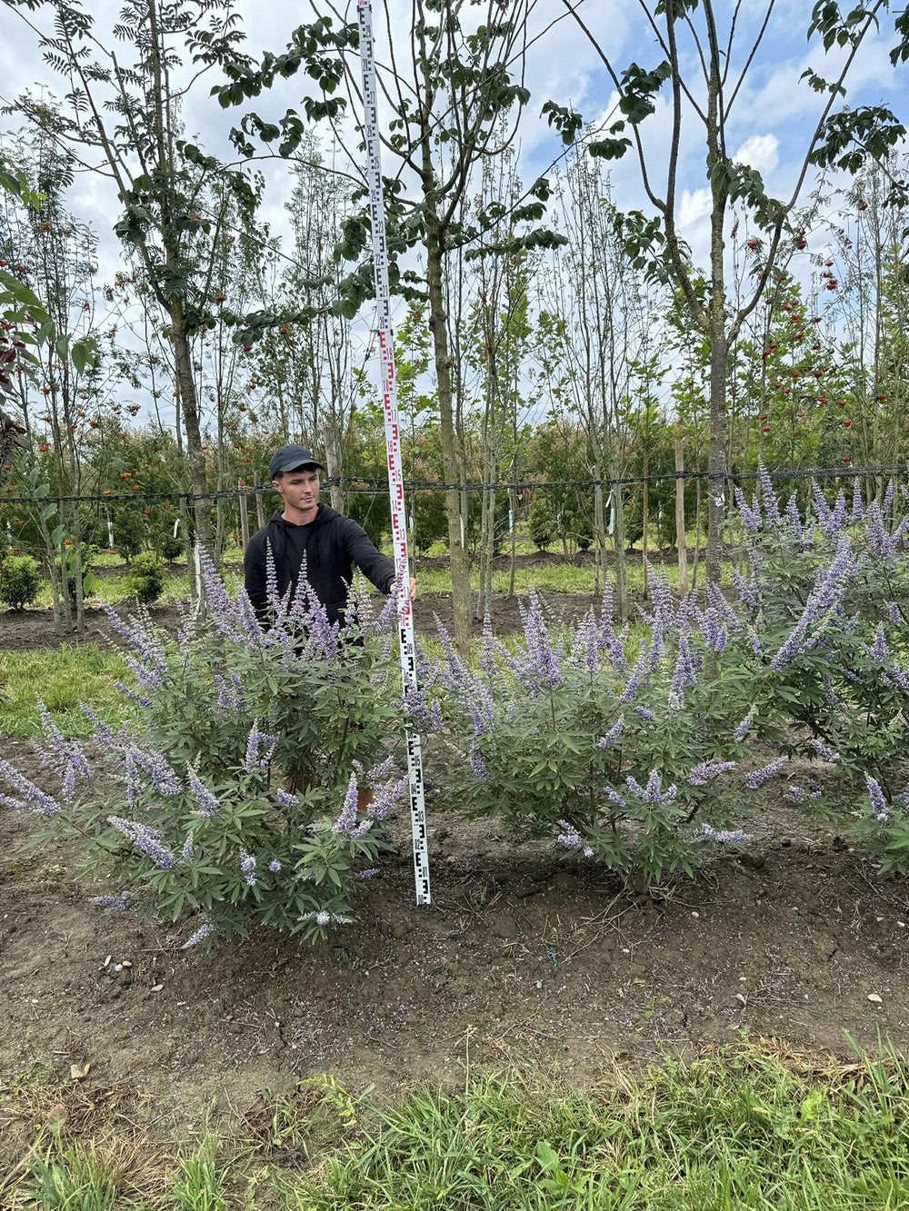 Vitex agnus-castus