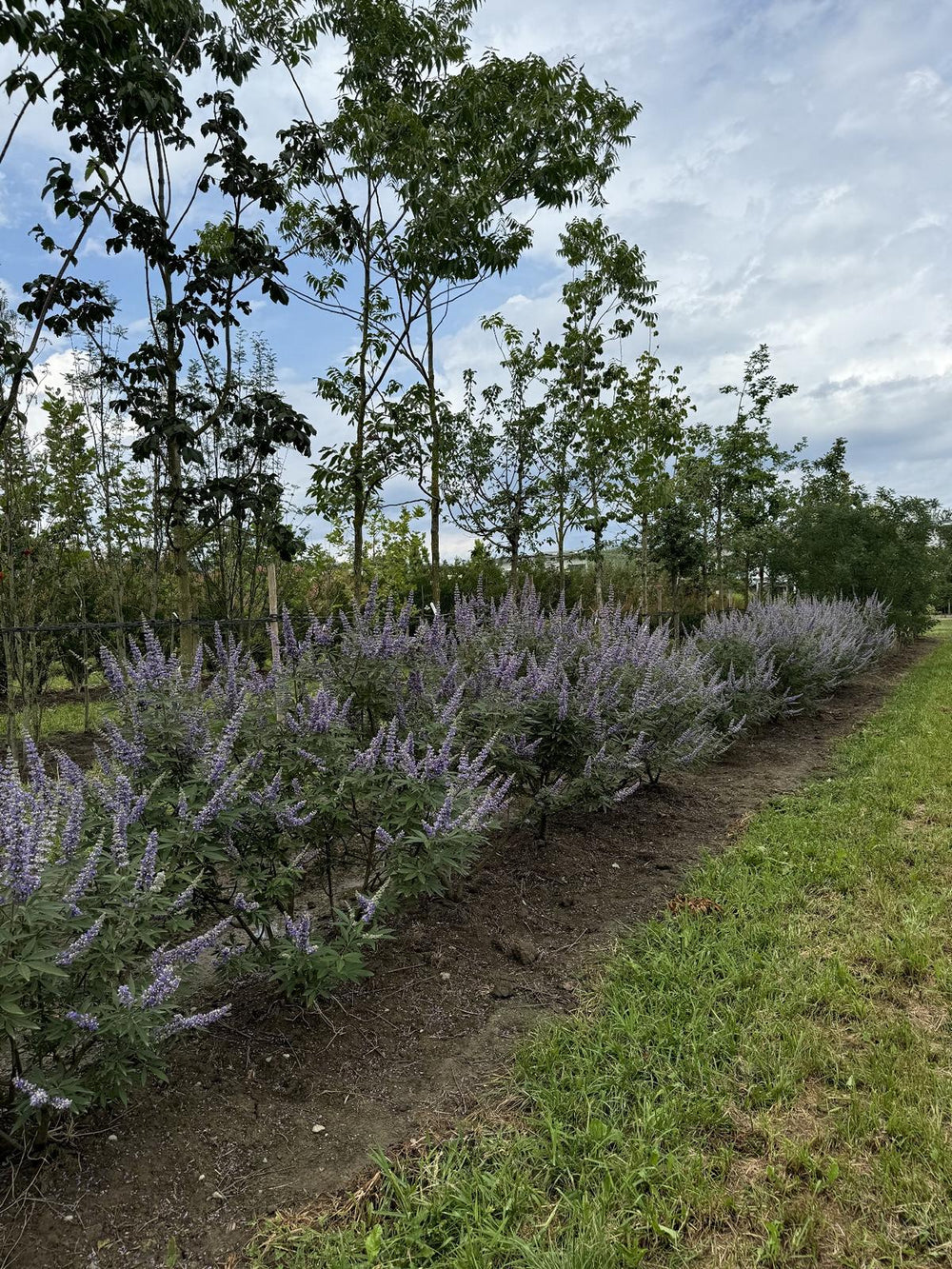 Vitex agnus-castus