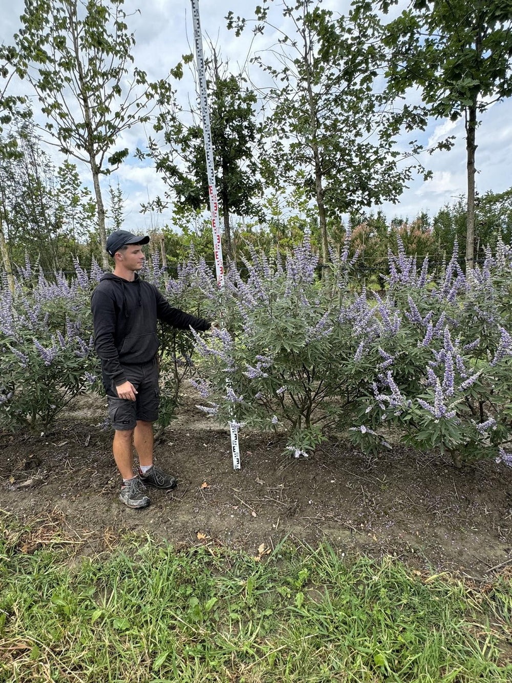 Vitex agnus-castus