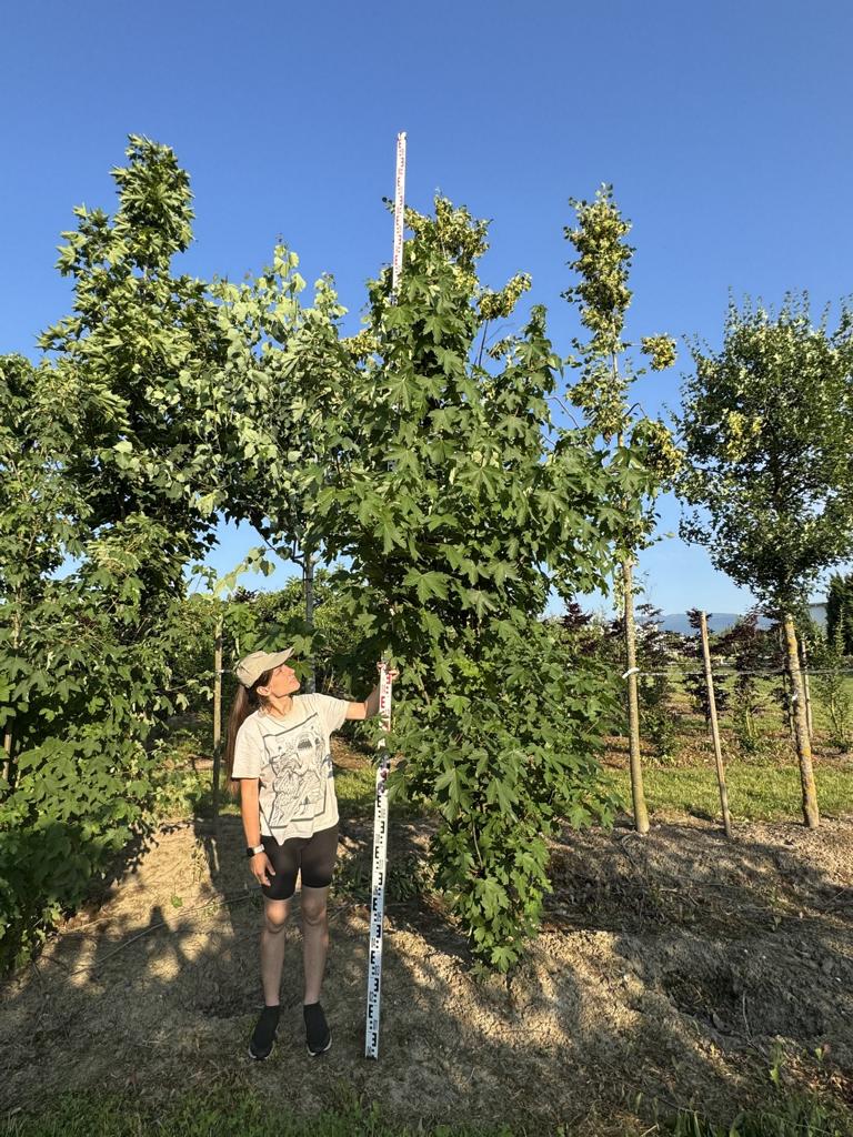 Acer pseudoplatanus