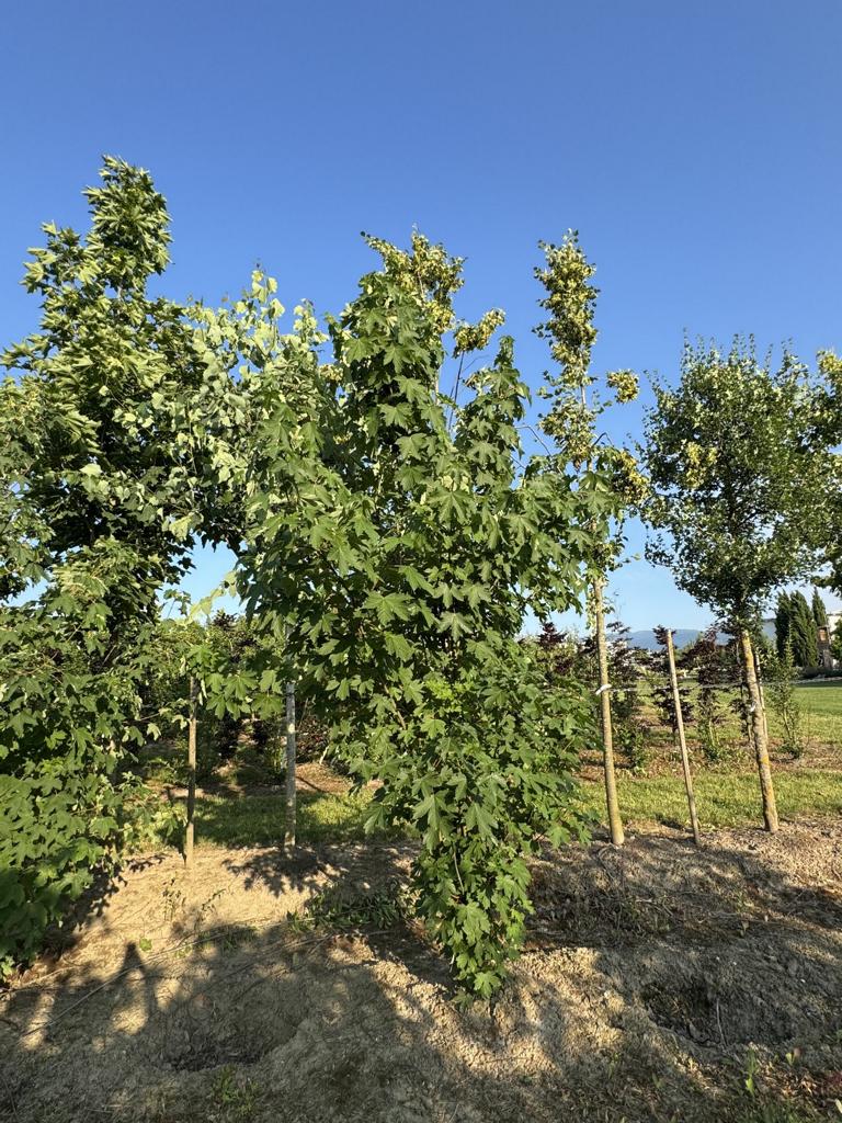 Acer pseudoplatanus