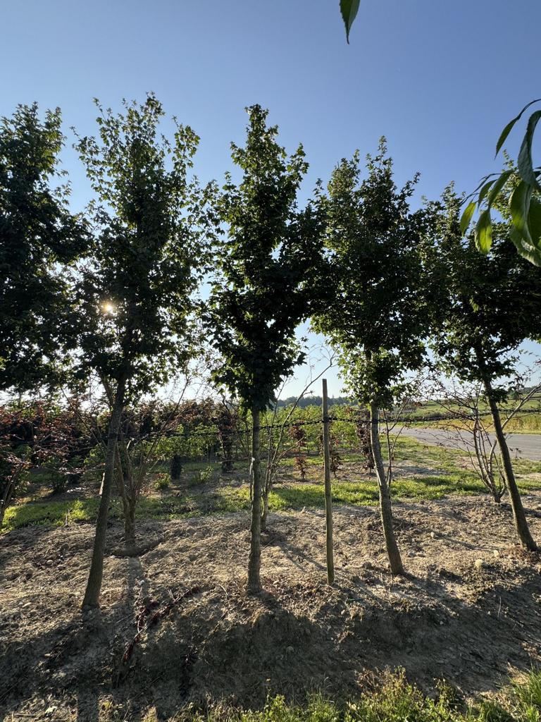 Acer campestre