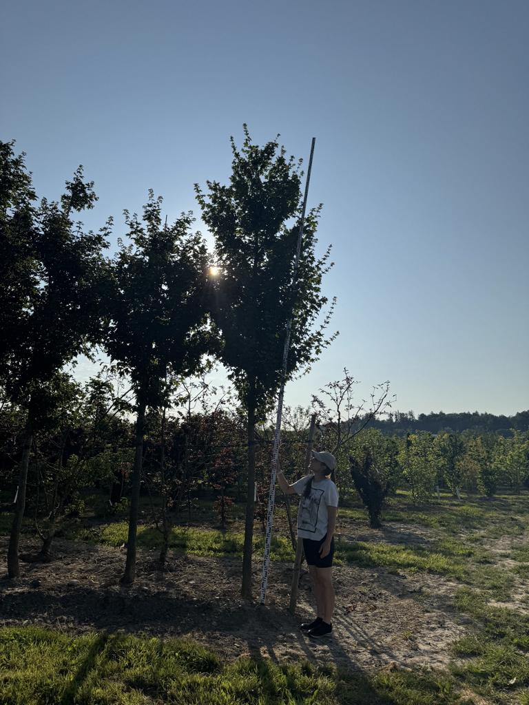 Acer campestre