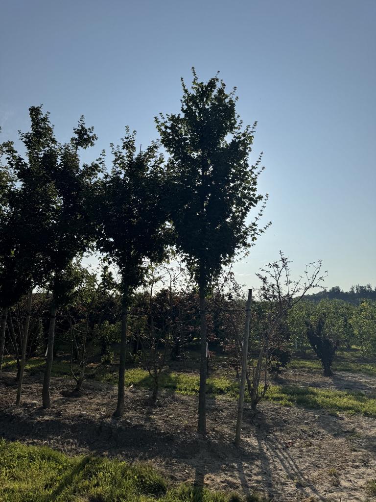 Acer campestre