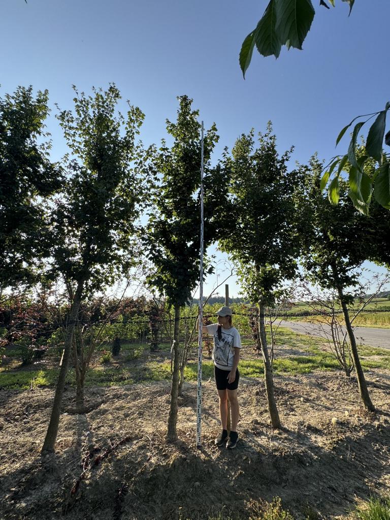 Acer campestre