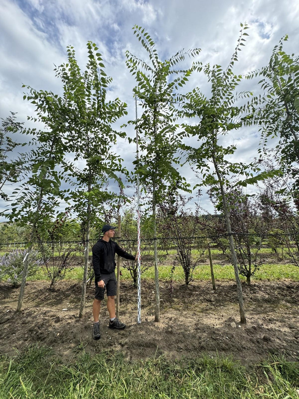 Celtis occidentalis