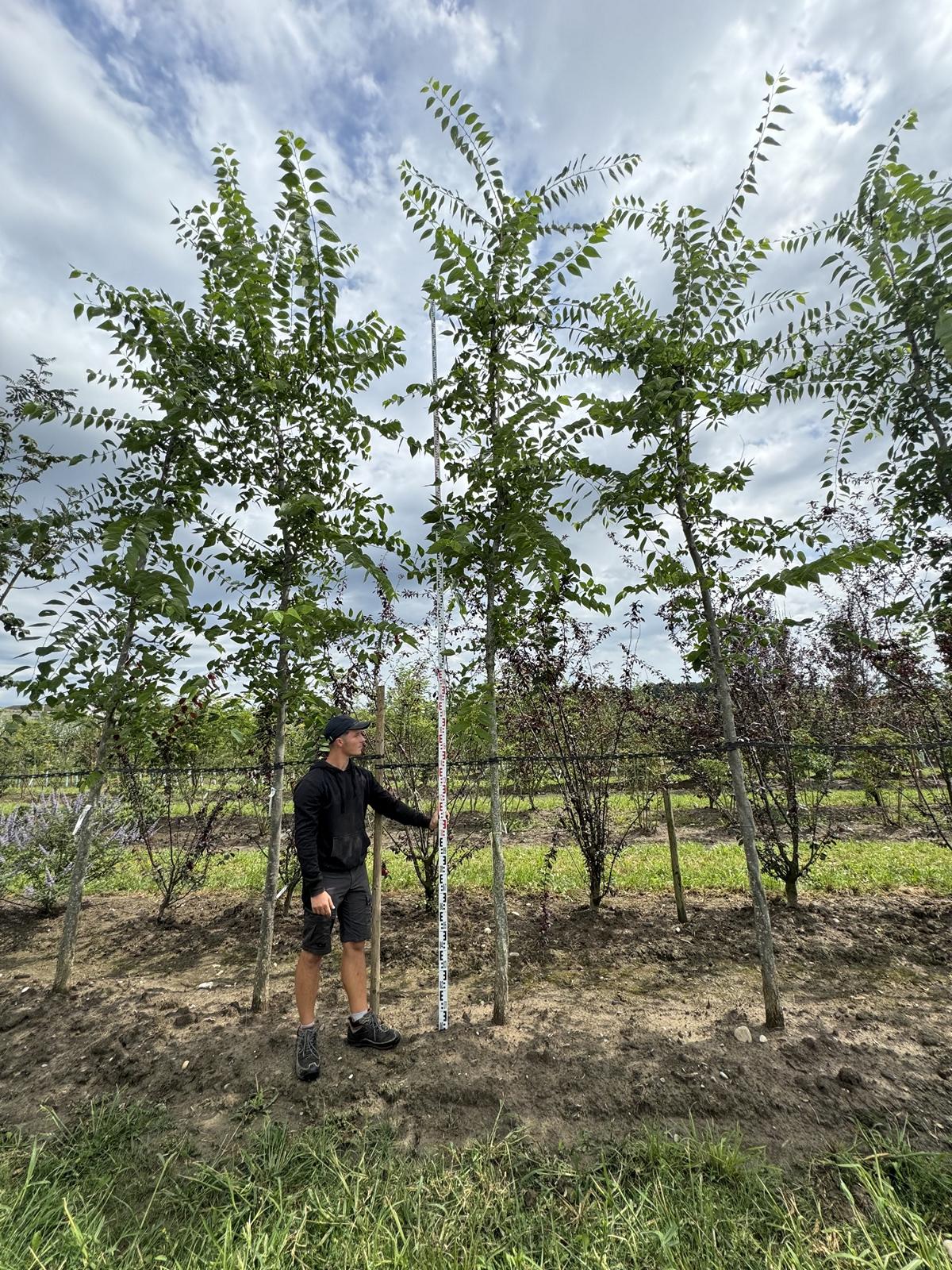 Celtis occidentalis