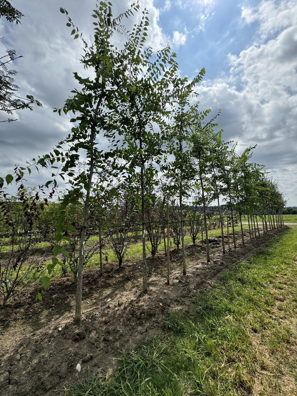 Celtis occidentalis