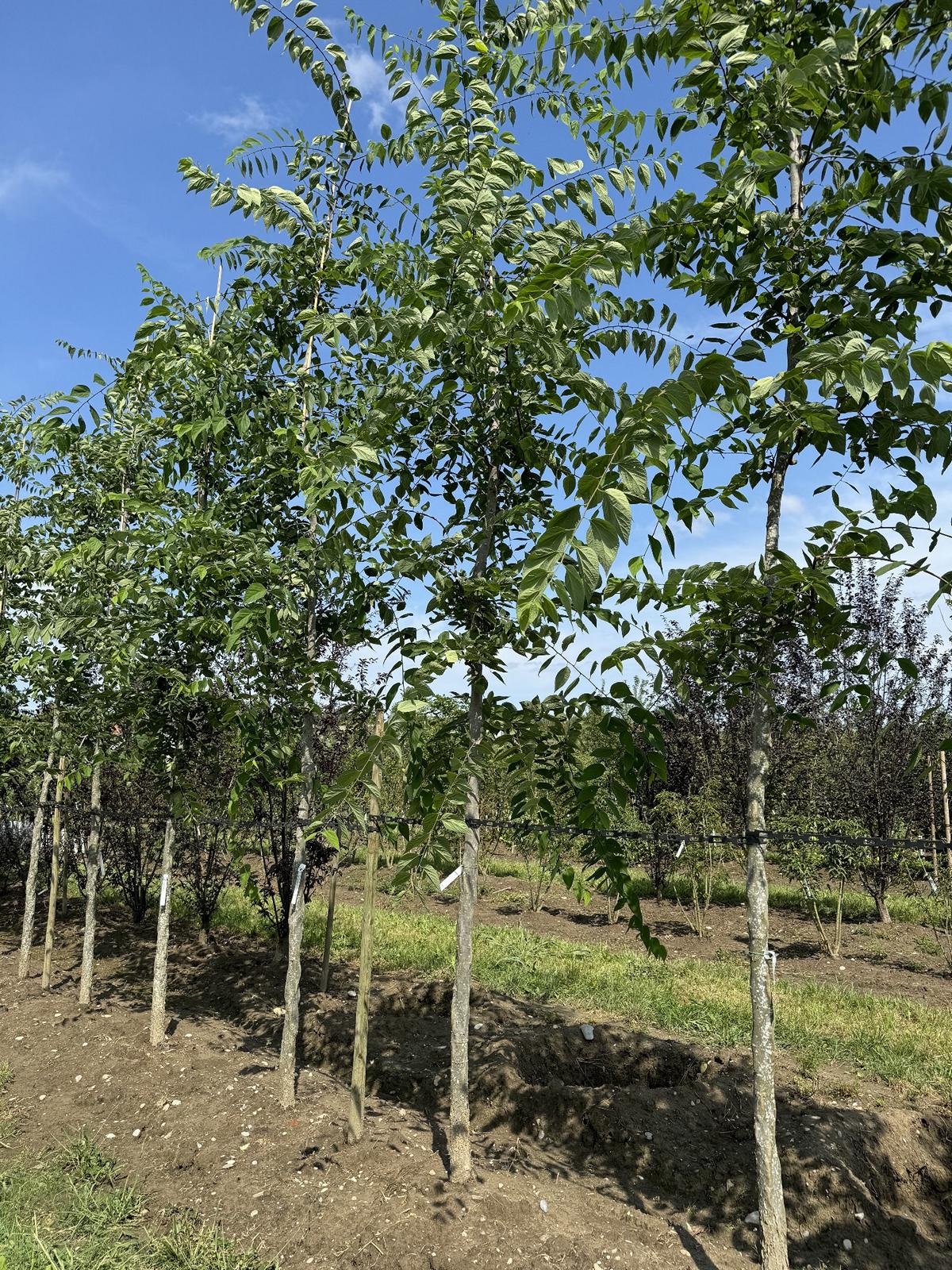 Celtis occidentalis