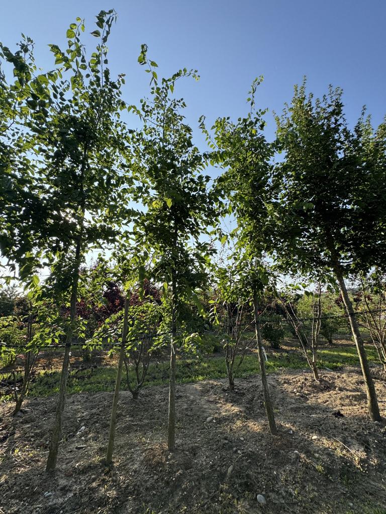 Celtis occidentalis