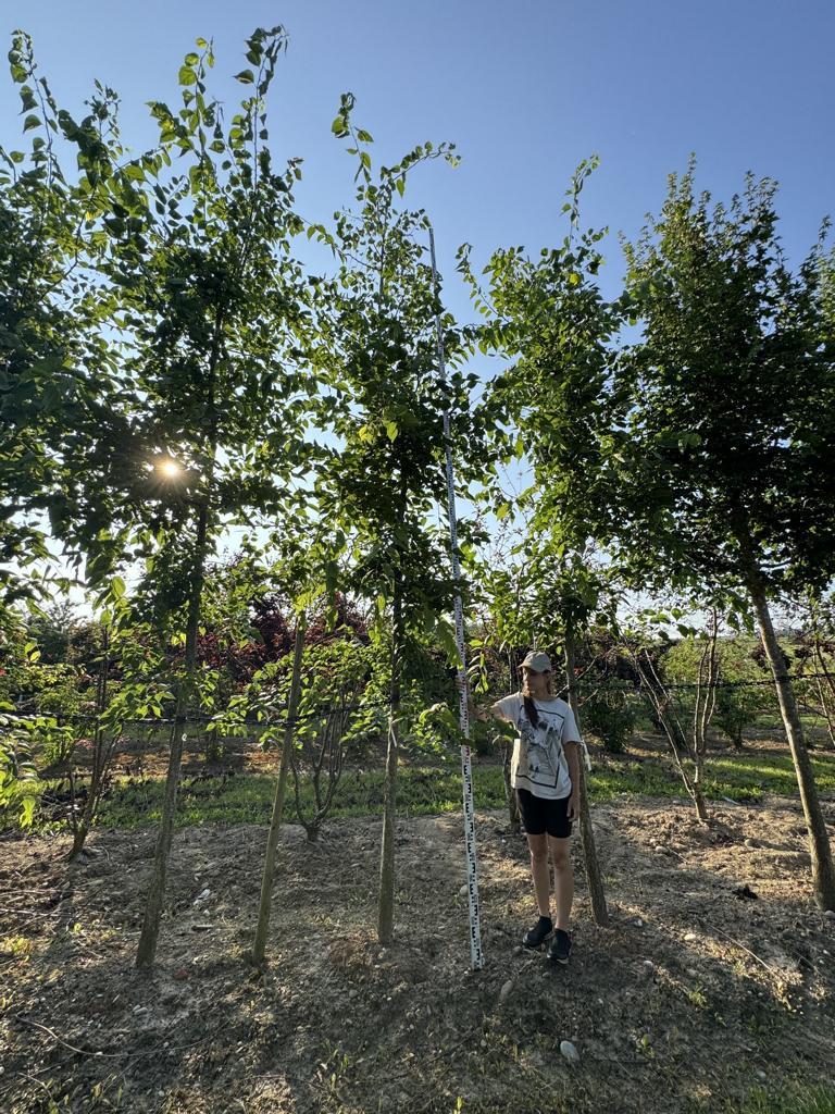 Celtis occidentalis