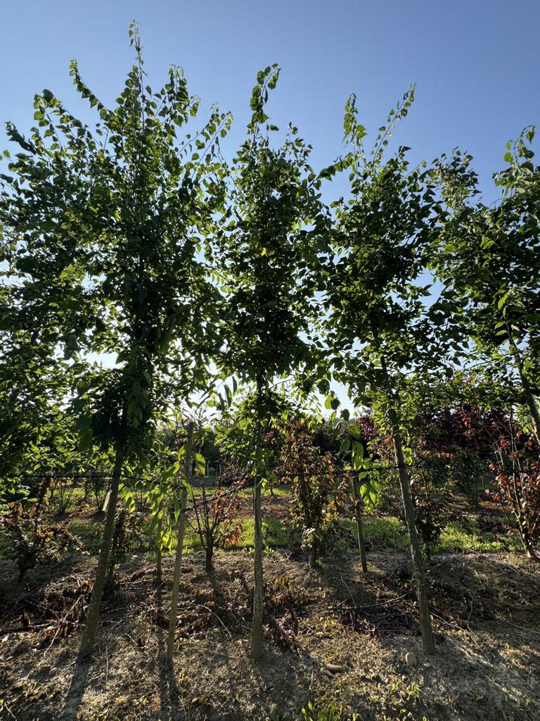 Celtis occidentalis