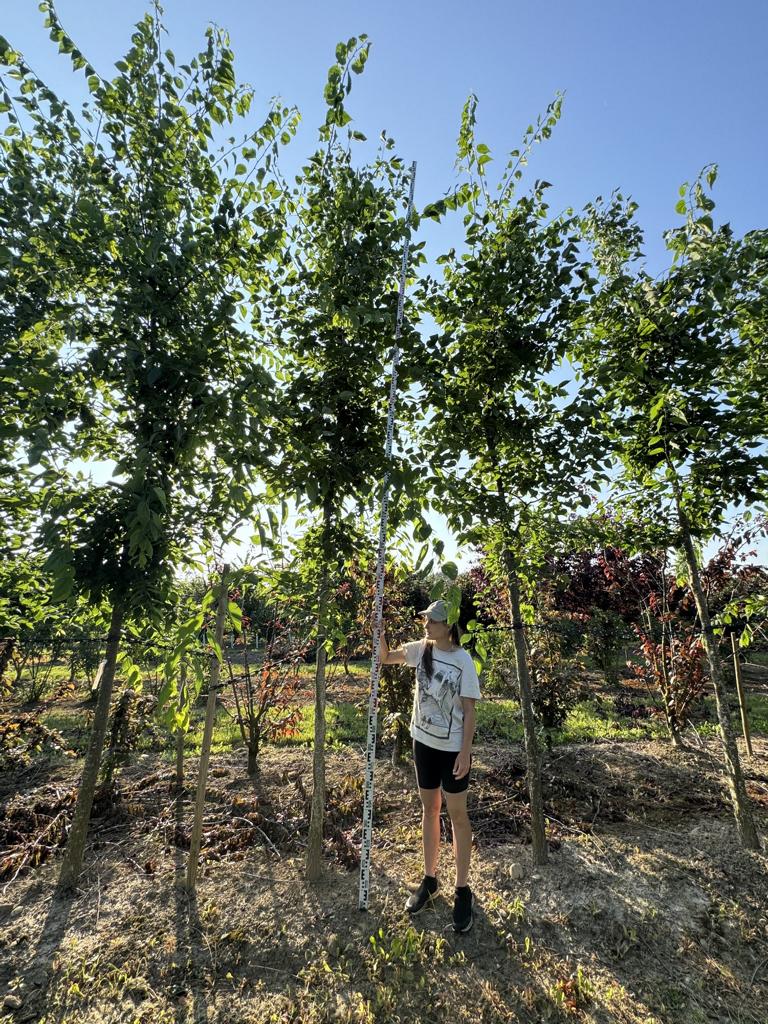 Celtis occidentalis