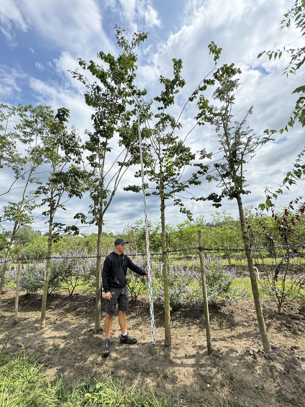 Ulmus glabra