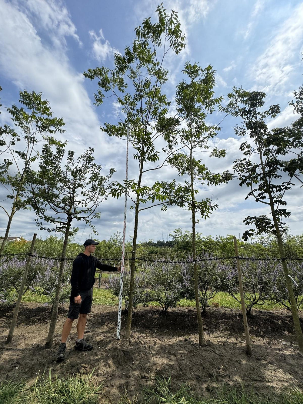 Carya illinoinensis