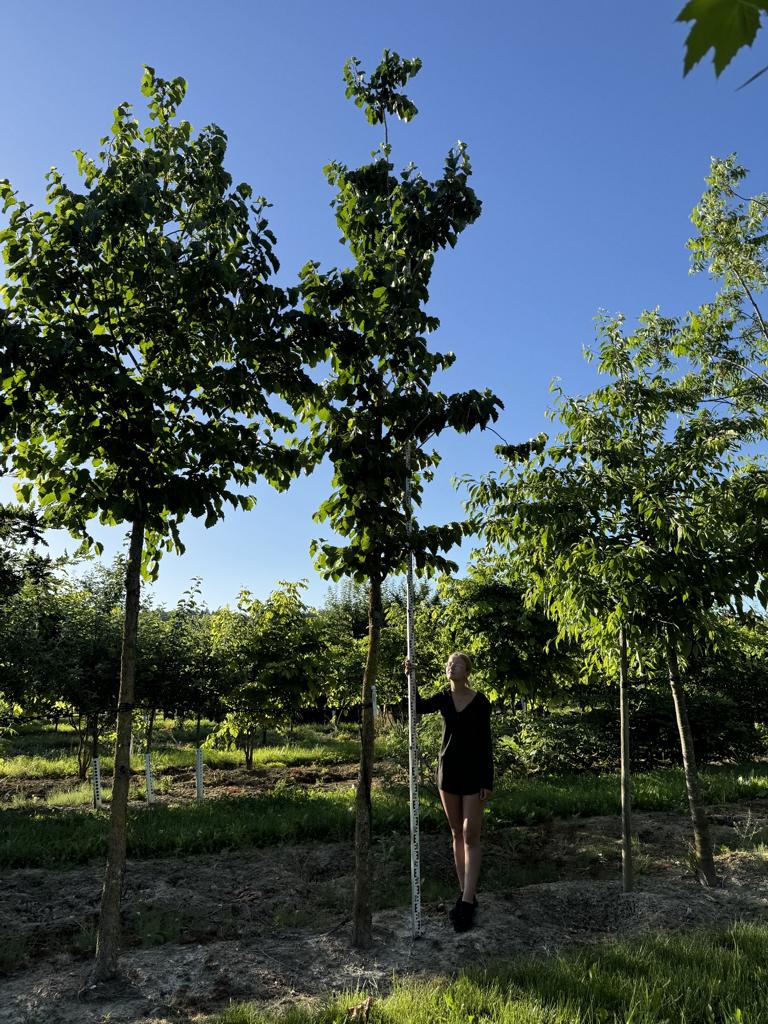 Corylus colurna
