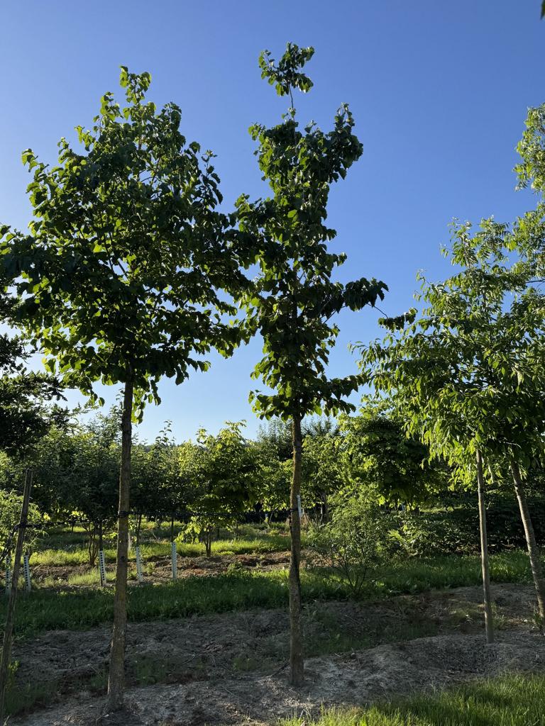 Corylus colurna