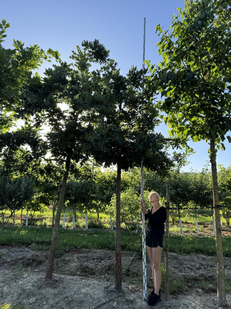 Quercus pubescens