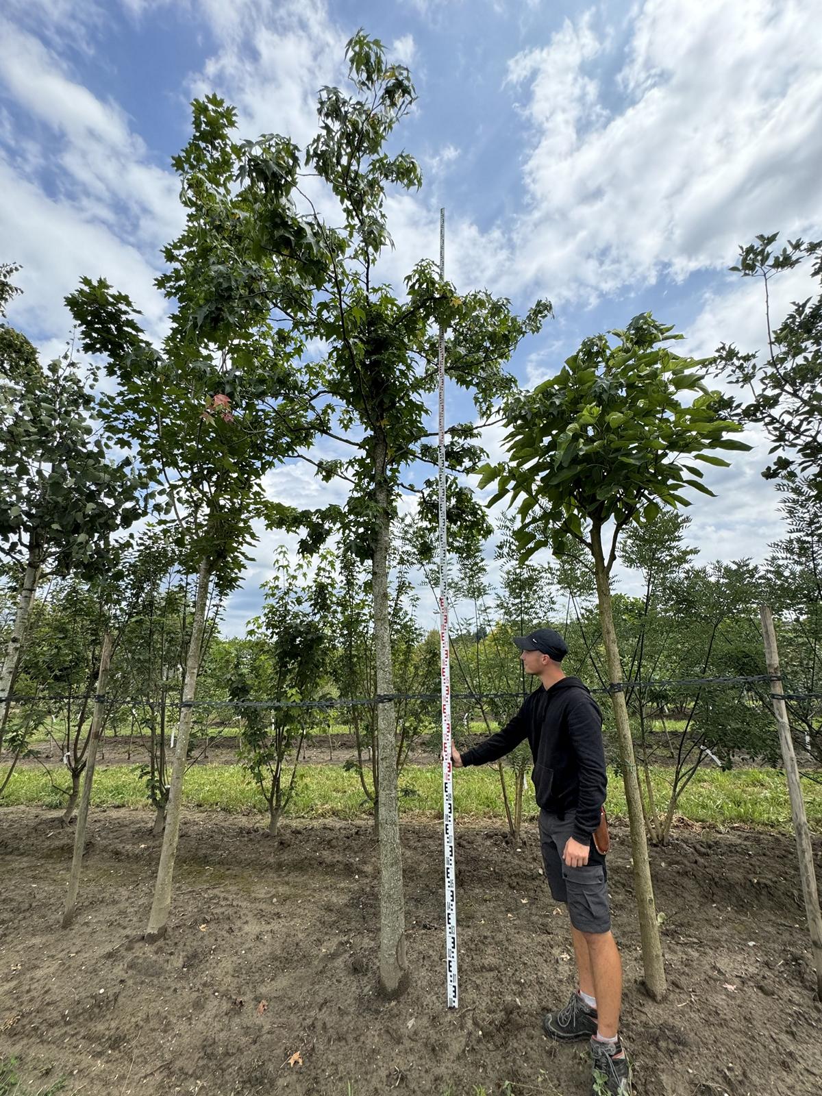 Liquidambar styraciflua