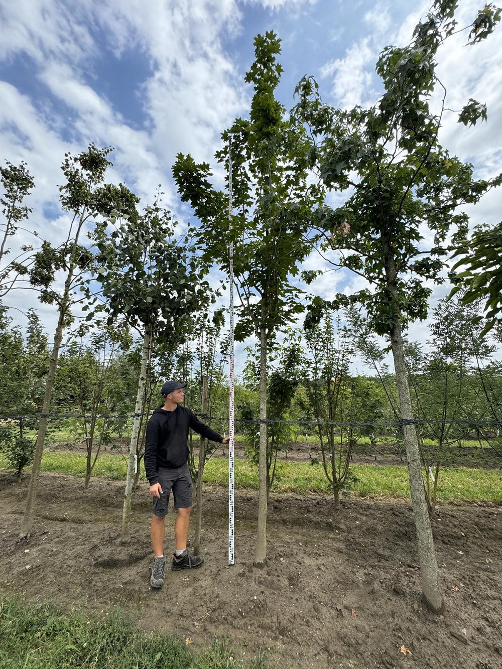 Acer platanoides 'Emerald Queen'