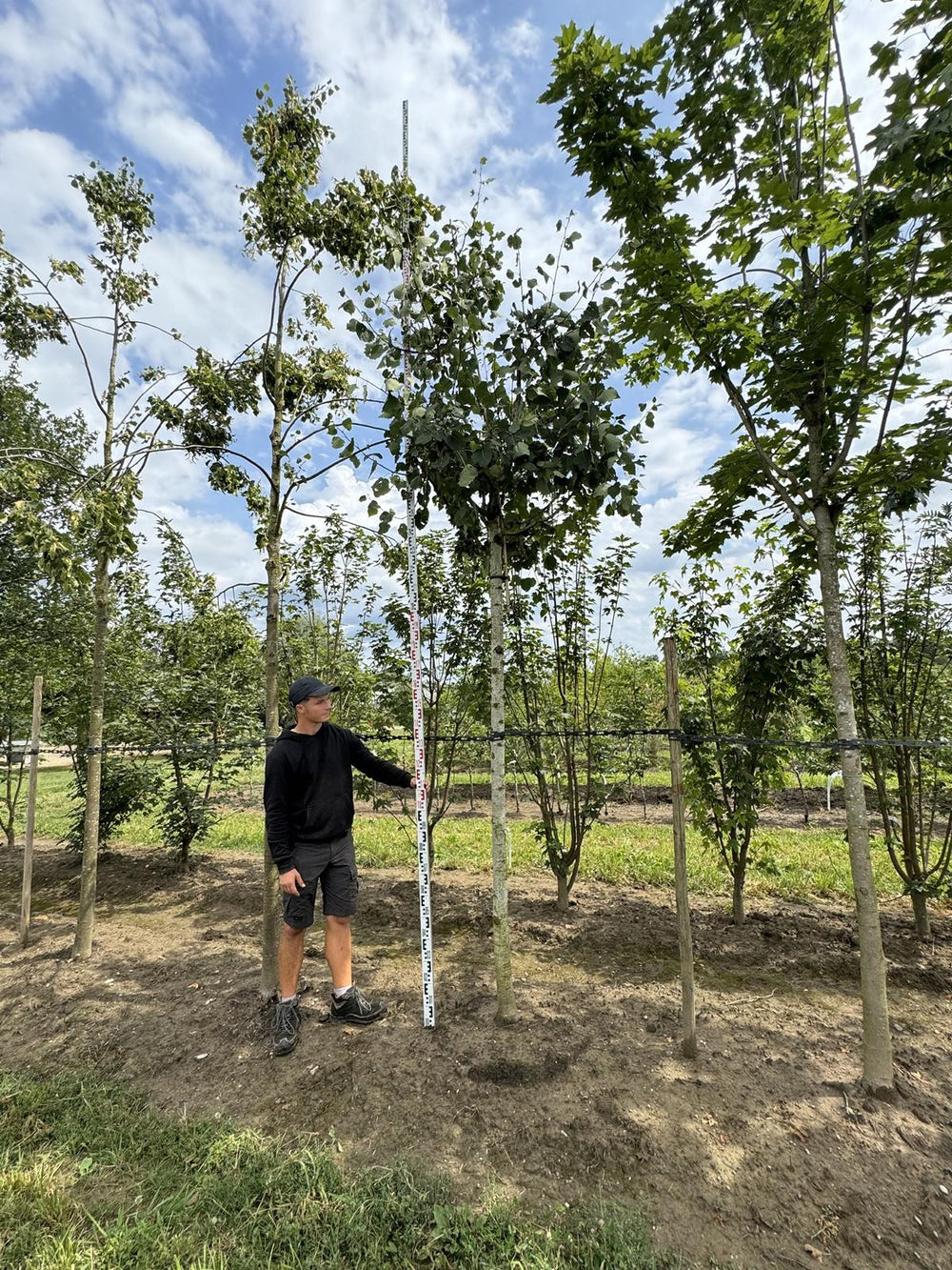 Populus tremula