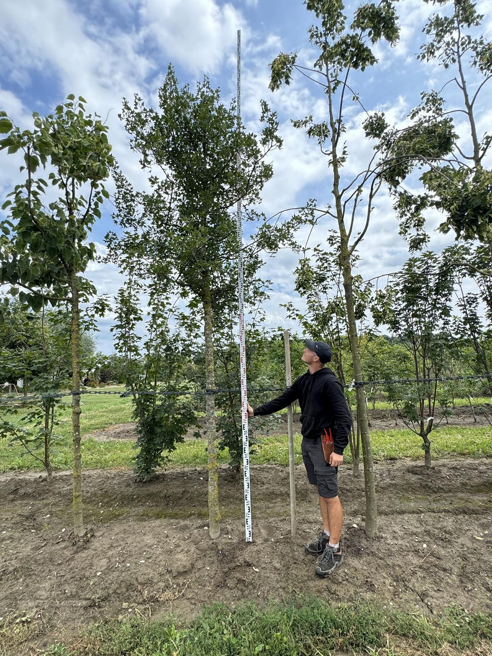 Tilia cordata 'Rancho'