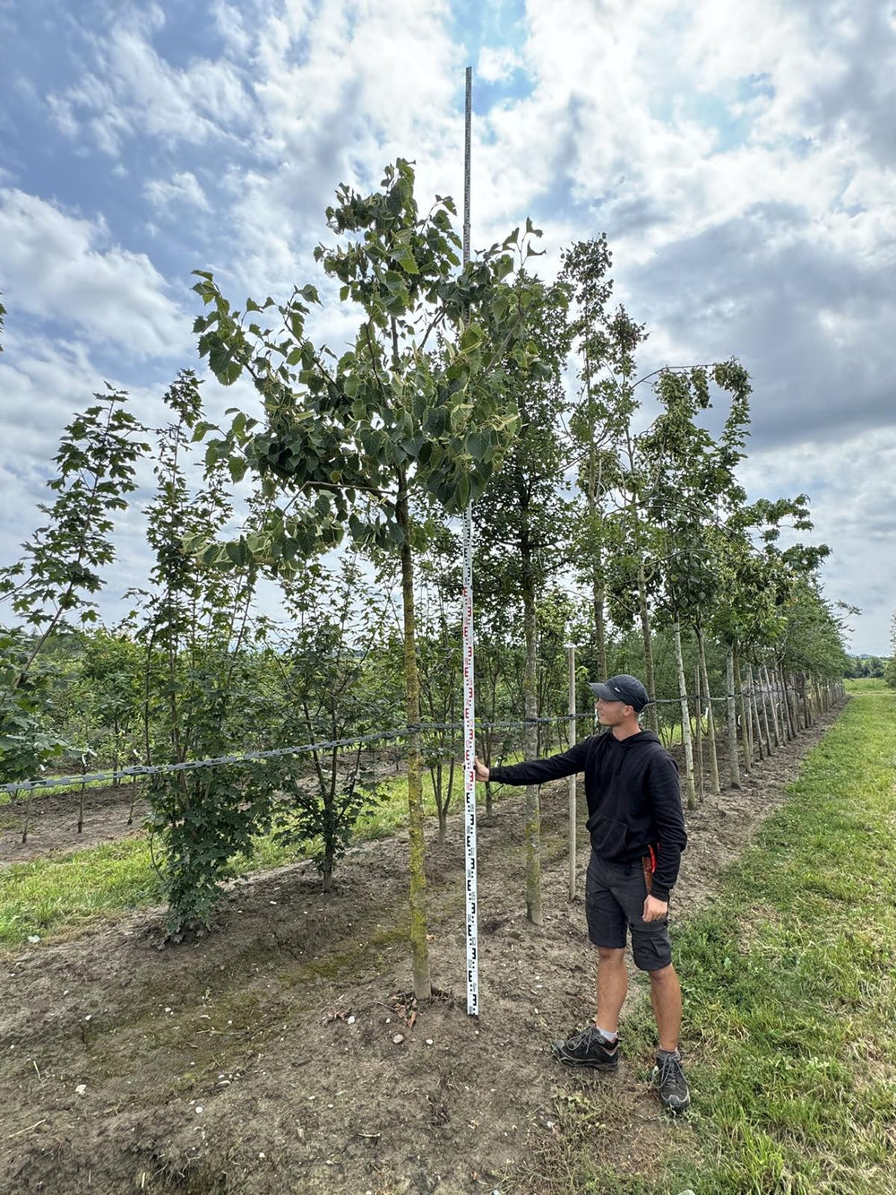 Tilia henryana