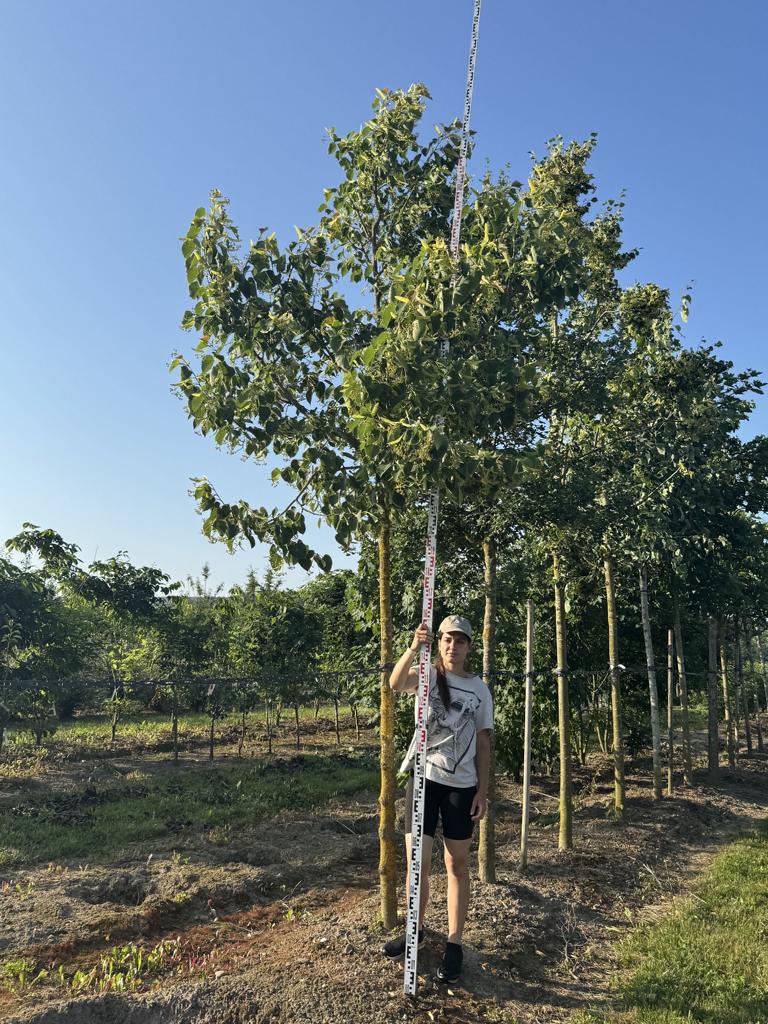 Tilia henryana