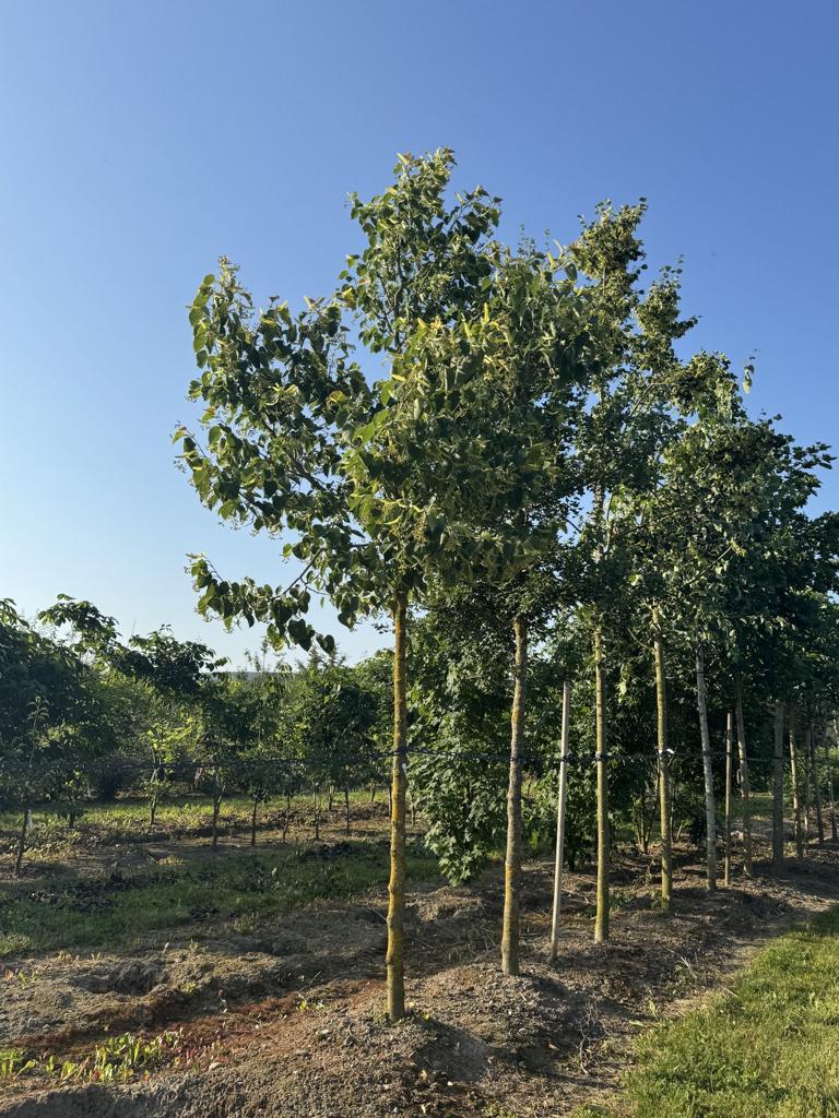 Tilia henryana