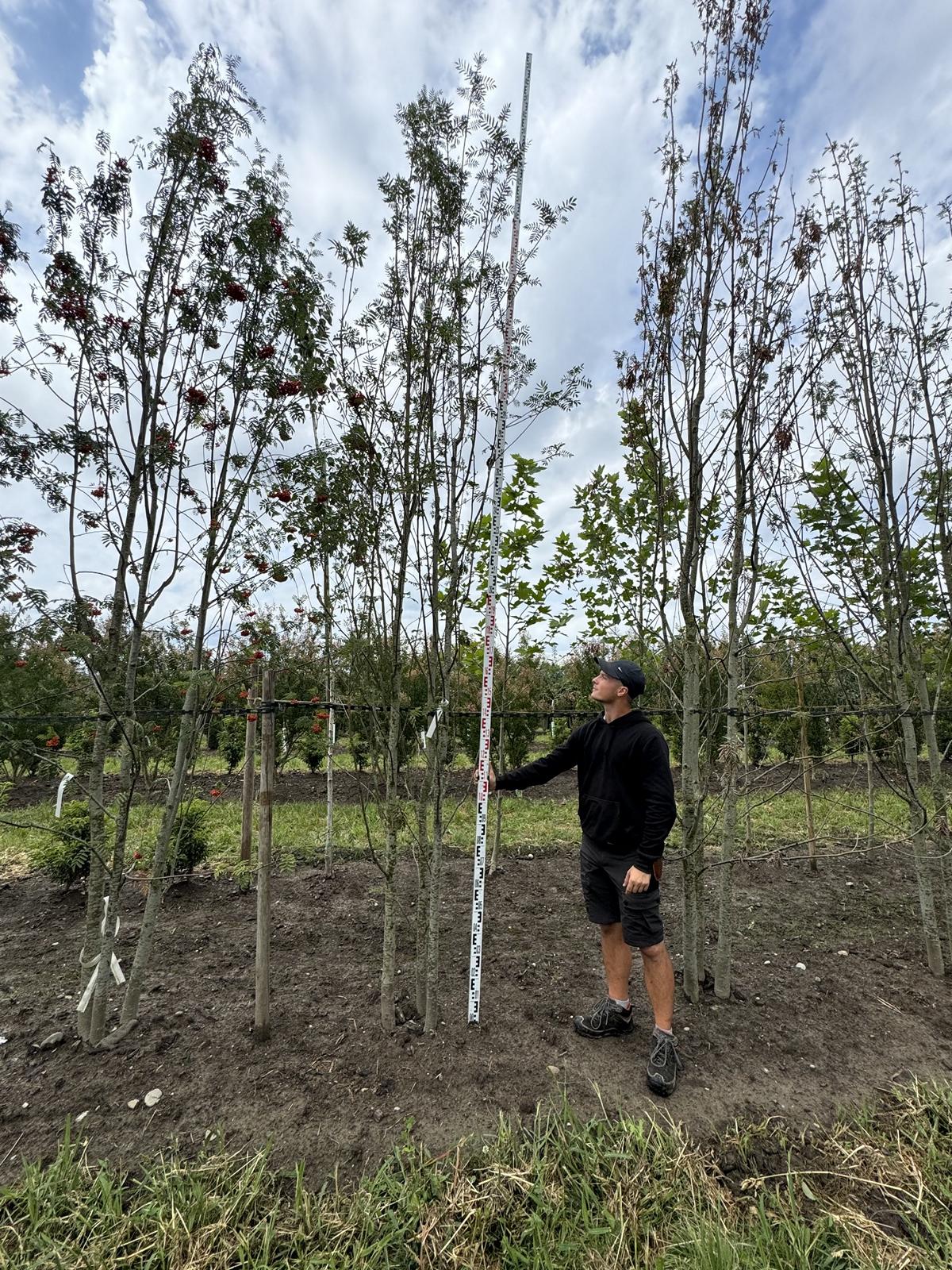 Sorbus aucuparia