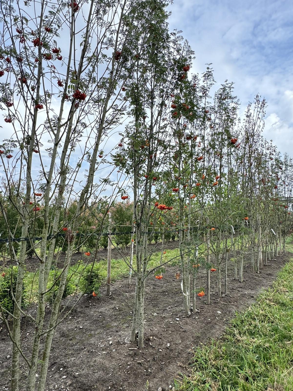 Sorbus aucuparia