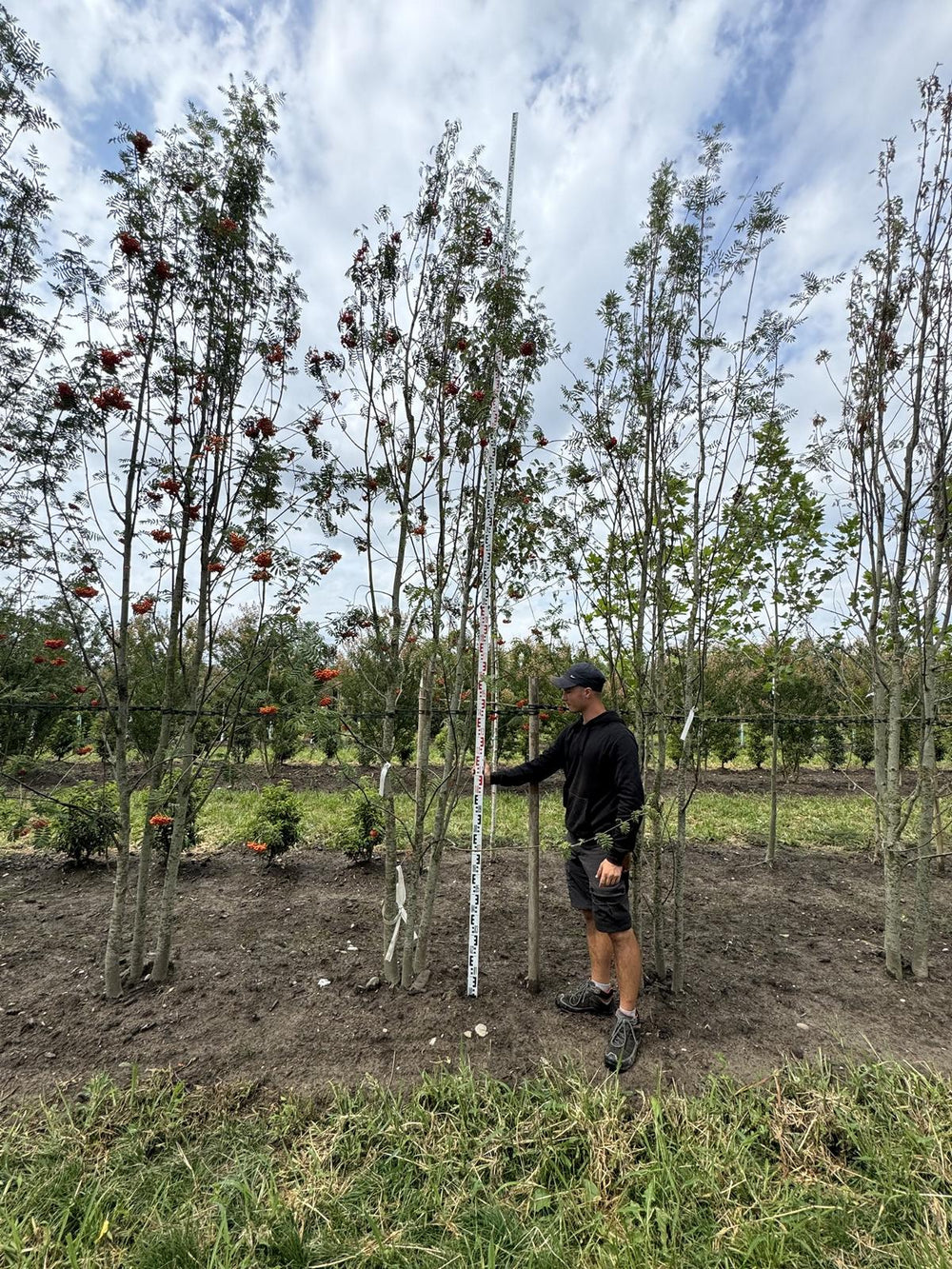 Sorbus aucuparia