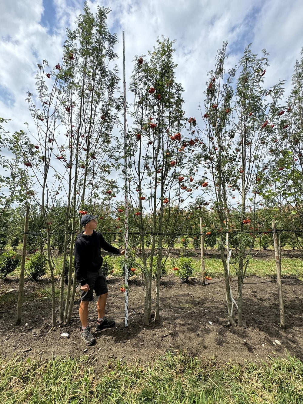 Sorbus aucuparia