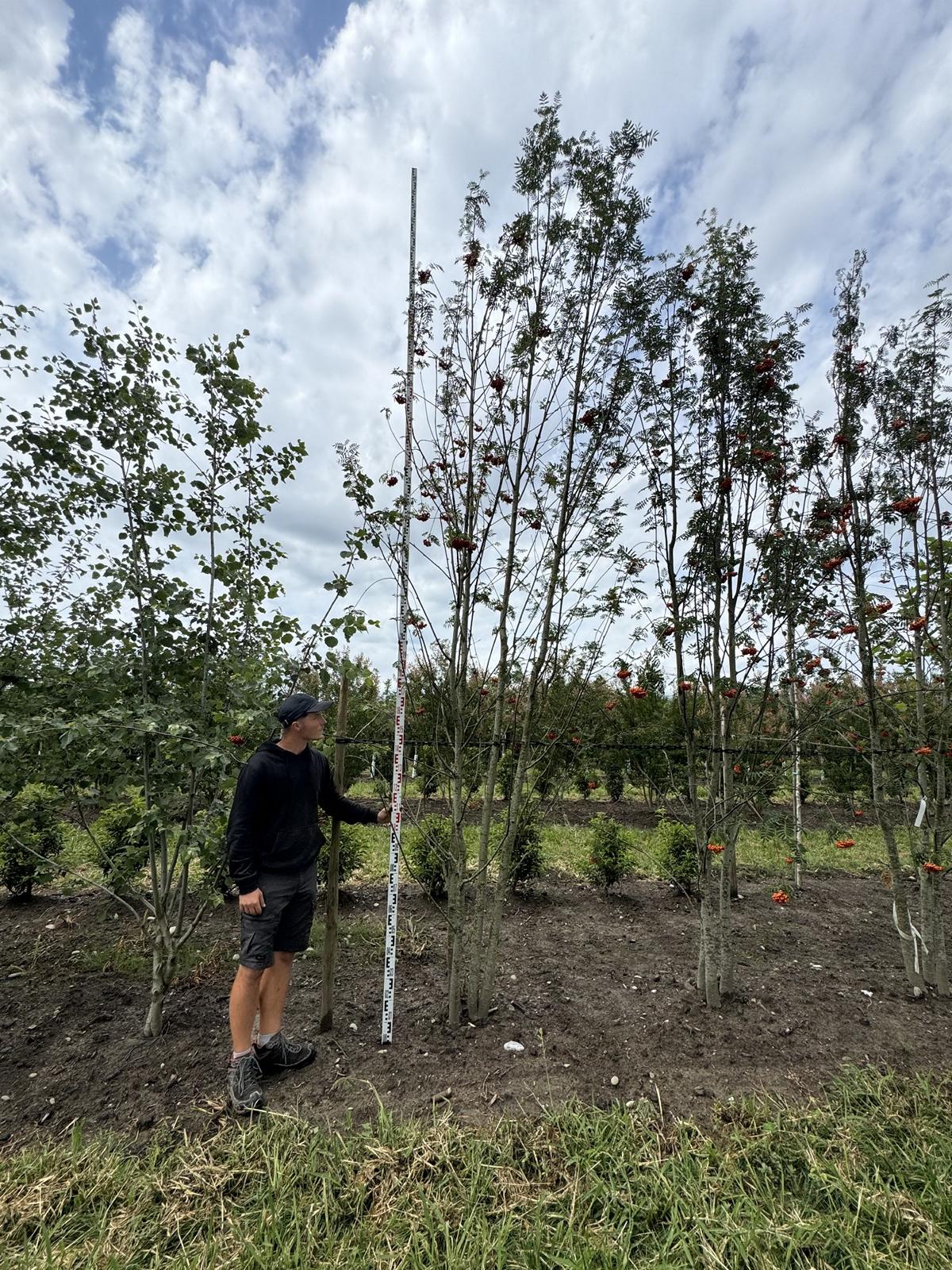 Sorbus aucuparia