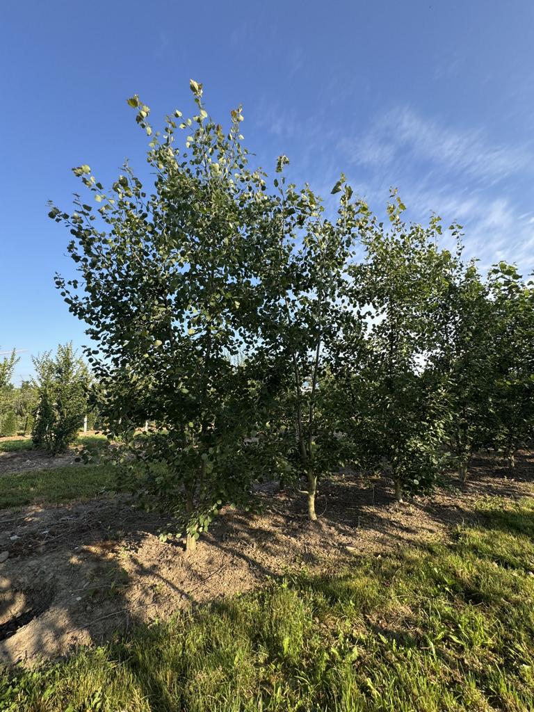 Populus tremula