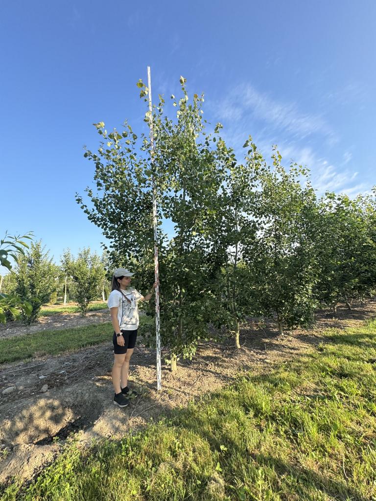Populus tremula