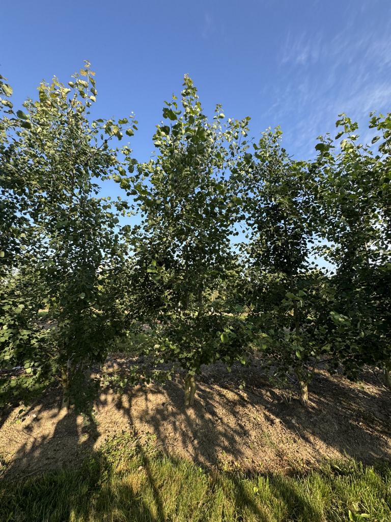 Populus tremula