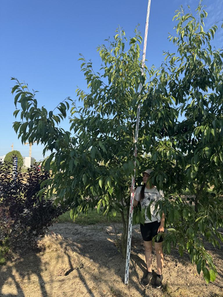 Alnus spaethii (x)