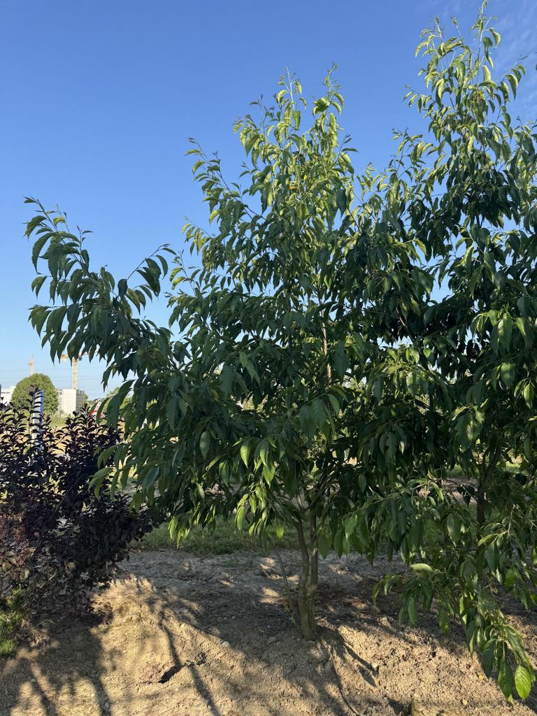 Alnus spaethii (x)