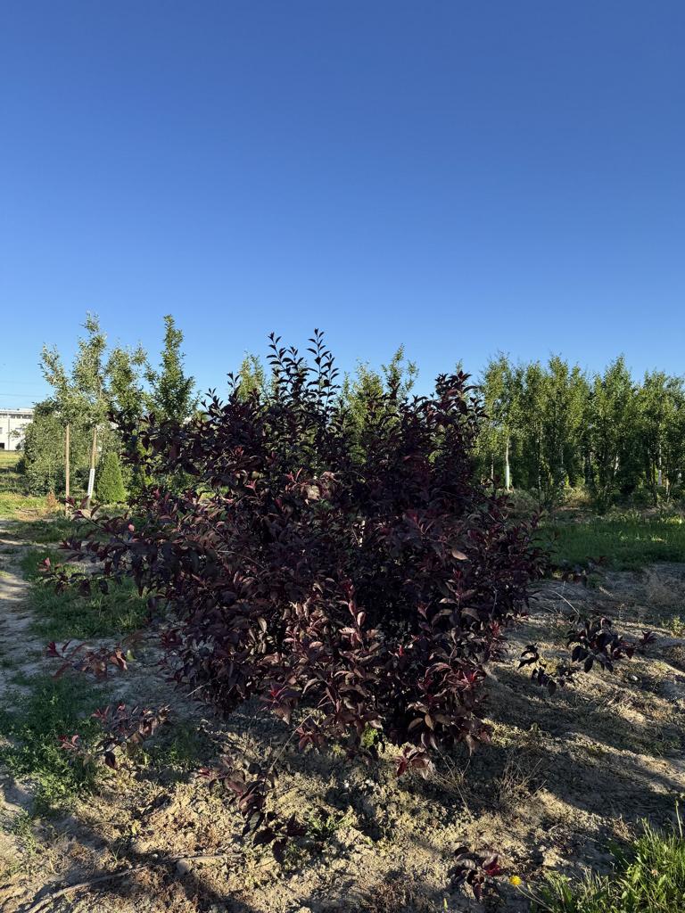 Prunus cerasifera 'Woodii'