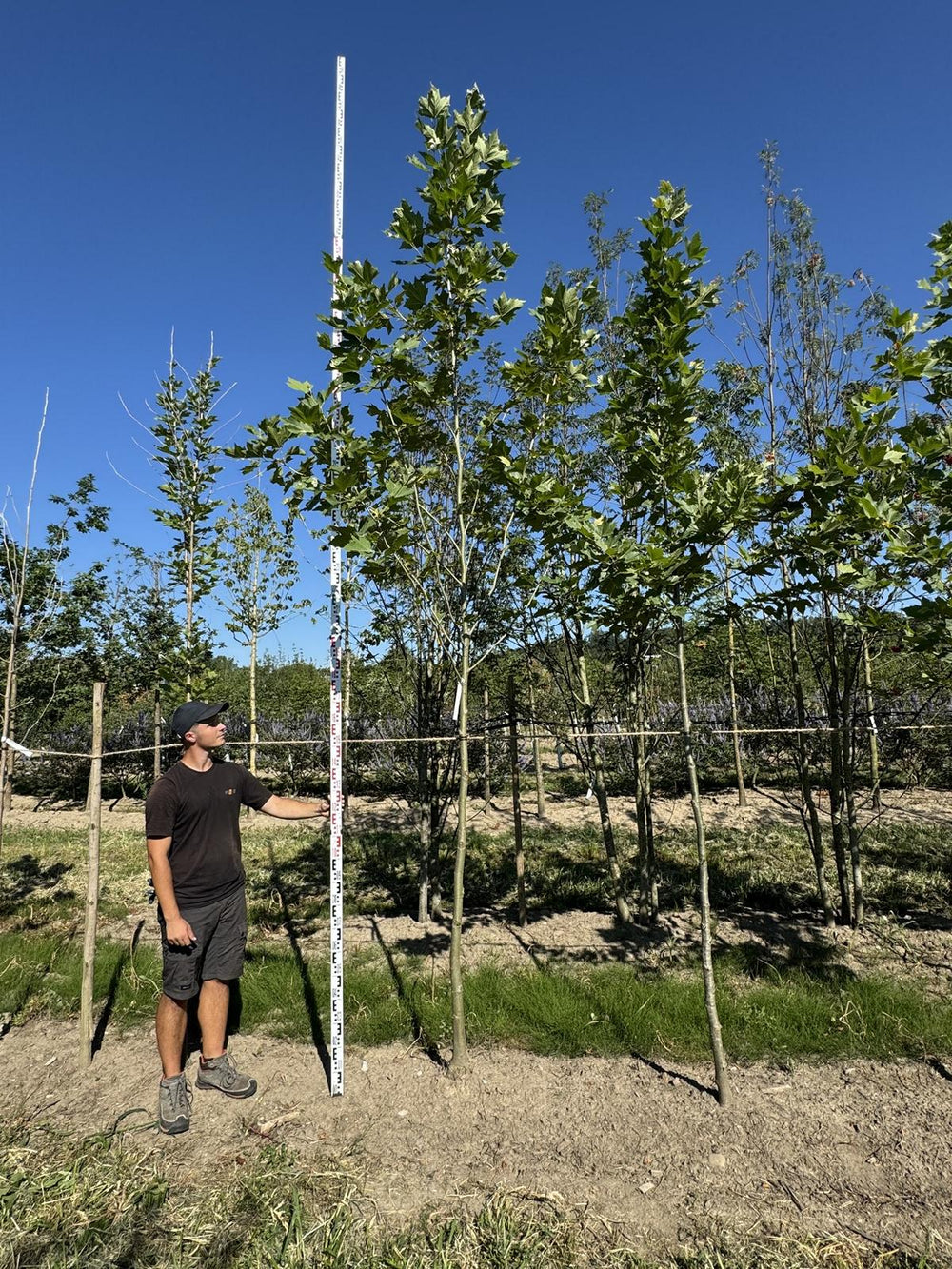 Platanus orientalis