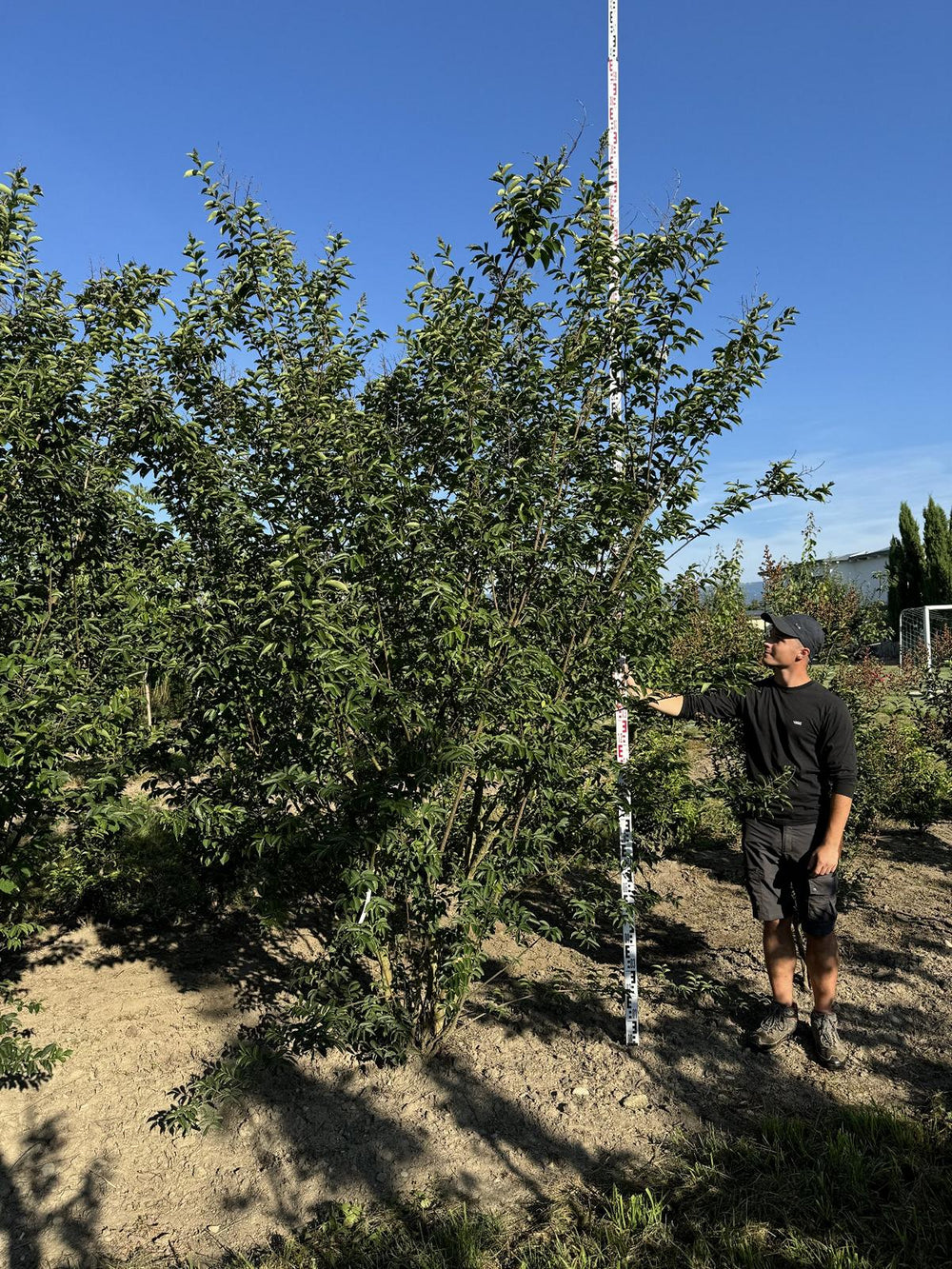 Lagerstroemia 'Natchez'