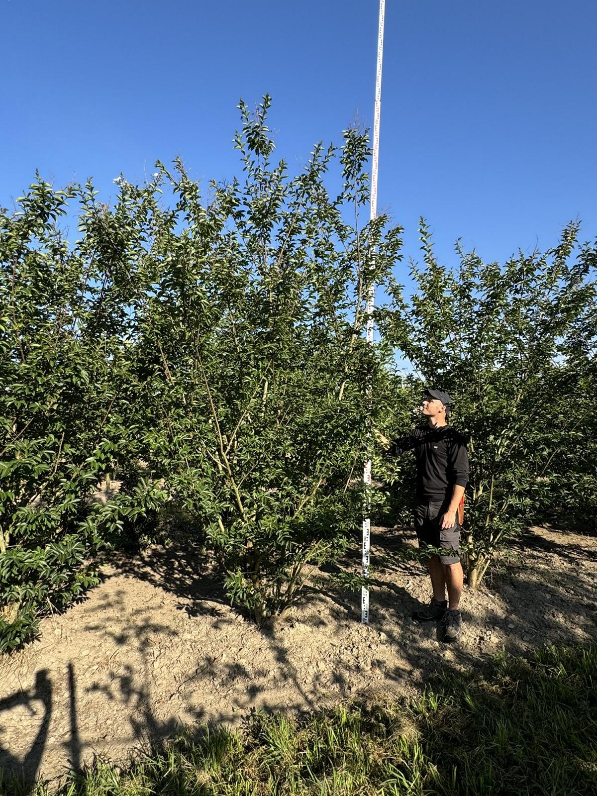 Lagerstroemia 'Natchez'