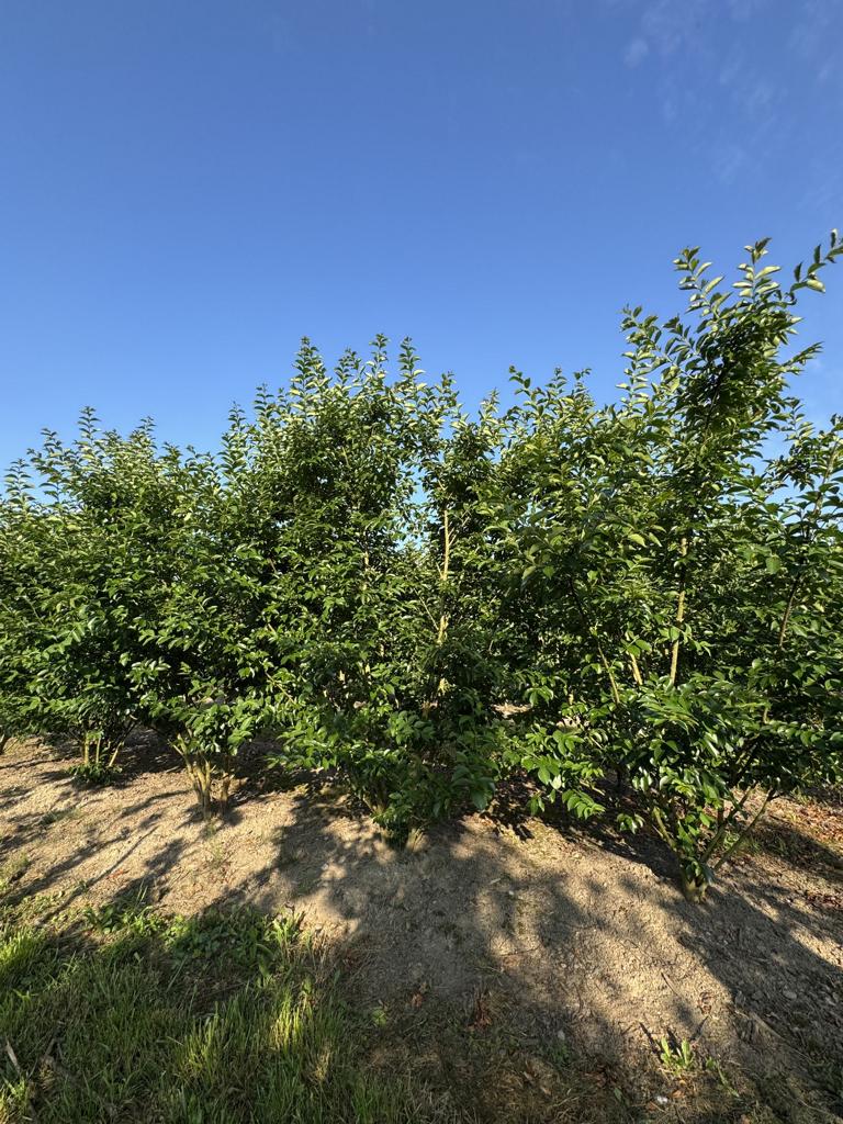 Lagerstroemia 'Natchez'
