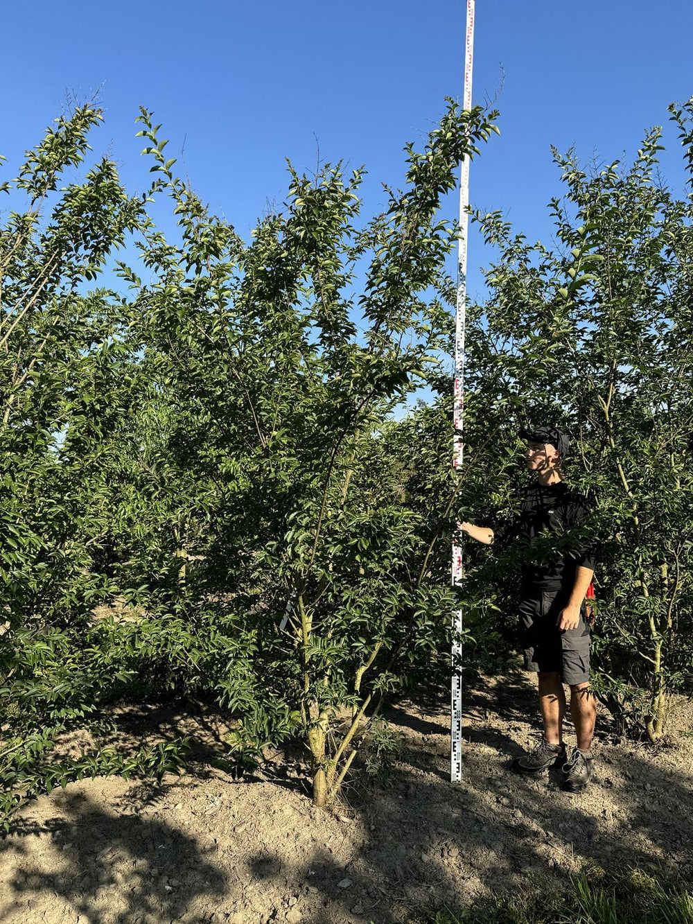 Lagerstroemia 'Natchez'